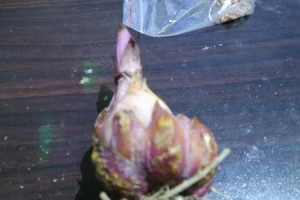 如何正确饲养铁包金文鱼球？（打造宠物鱼的美丽家园，一步步教你养鱼的正确姿势）