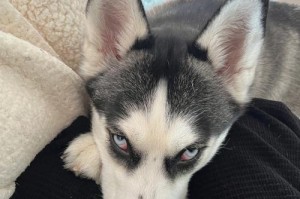 哈士奇的皮肤病该怎么办？（养宠人必看的皮肤保健知识）