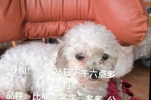 纯白小狗的名字大全（为你的可爱小狗取一个好听的名字）