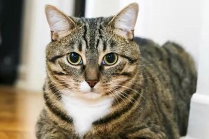 猫咪的常见症状及应对方法（了解猫咪身体语言，保护它们的健康）