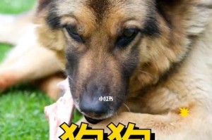 以这6种食物让你的狗狗毛色亮丽动人（-食物与狗狗毛色）
