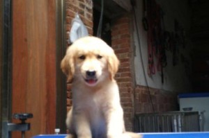 如何通过软件查询犬出生纸芯片真假（利用专业软件保障犬出生纸芯片信息的准确性）