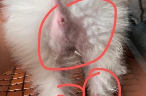 狗狗的屁股（一窥狗狗屁股的形态与功能，了解它的重要性与意义）