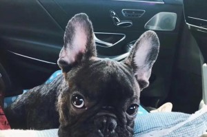 法国斗牛犬的饲养问题解析（探究法牛是否掉毛及相关饲养问题）