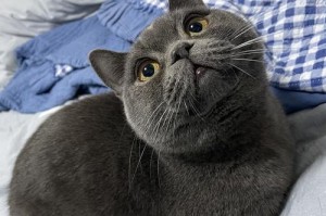 小蓝猫眼睛的奇特之处（探索小蓝猫眼睛为什么如此特别）