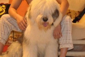 古牧犬的饮食习惯与养护（了解古牧犬的食物需求，给它健康长寿）