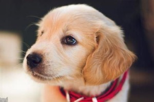 狗狗洗澡你不能忽略的几点（宠物的清洁与健康密不可分）