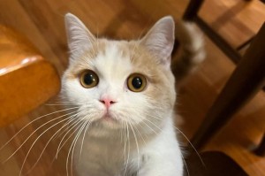 用什么食物可以帮助猫的眼睛恢复？（探索有益猫眼健康的食物选择）