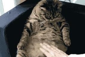 小心！这些行为可能对猫咪肠胃造成巨大伤害！（保护你的猫咪肠胃健康，远离以下行为！）