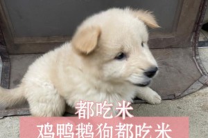 土狗的特殊饮食习惯（一只不吃东西的土狗是如何生存的）