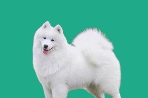 博美和萨摩耶交配后生出的后代狗是什么？（犬种混合交配的特点和影响分析）