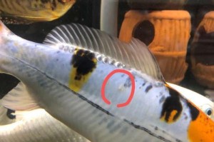锦鲤身上的白色凸起究竟是什么？（揭秘锦鲤身上的神奇白色凸起，让你对它有全新的认识！）