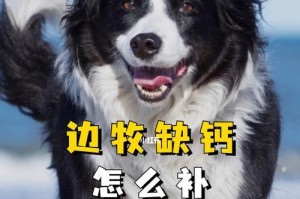 如何正确给宠物狗狗补钙（狗狗缺钙会出现哪些问题？15个方法教你正确给狗狗补钙）