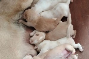 正确投喂方式（养狗人士必读！给您的爱犬提供正确的饮食，让它成为最棒的小伙伴）