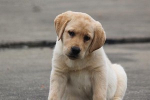 养一只拉布拉多小狗需要多少饯？（成年犬的种种费用与注意事项）