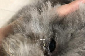 狗狗的眼屎是什么颜色？（揭秘眼屎颜色与狗狗健康的关系）