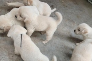 选择拉布拉多幼犬的关键因素（从品种特点到购买地点，教你如何选择拉布拉多幼犬）