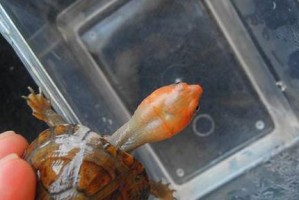 红面泥龟饲养全攻略（打造优质泥龟栖息环境，关爱小宠物健康）