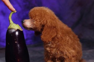 贵宾犬的健康饮食（如何判断贵宾犬的饮食是否健康）