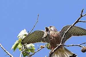 以东欧田鼠为宠物的饲养方法（从营养、住所到玩具，打造快乐的田园生活）