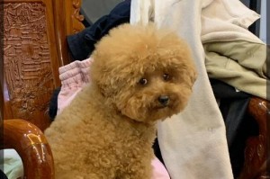 泰迪犬饲养指南（超详细攻略让您成为专业泰迪犬主人）