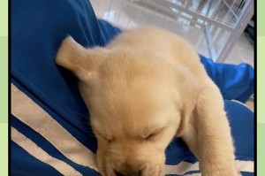 拉布拉多犬的选购指南（了解如何选择适合您的新伙伴）