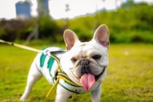 养好法国斗牛犬的关键要点（有效预防肠胃问题，让你的法国斗牛犬健康成长）