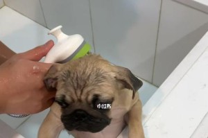 初次洗狗狗（如何为宠物狗狗洗澡？-步骤、注意事项、常见问题）