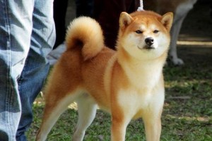 秋田犬饲养全攻略（让你的秋田犬健康快乐成长）