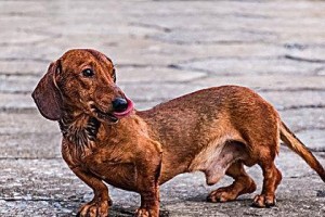 腊肠犬饲养全指南（从选购到日常护理，让你成为优秀腊肠家长）