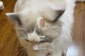 如何预防猫咪的猫癣？（宠物猫健康必须知道的猫癣防护方法）