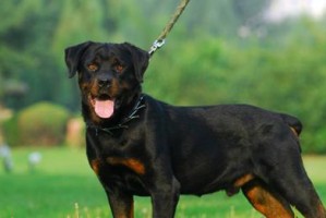 如何正确地给罗威纳犬梳毛？（掌握正确的梳毛方式，让你的罗威纳犬更加健康）