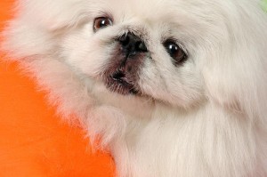 小狗世界的品种百态（探索不同小狗品种的魅力与特点）