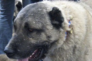 以勇敢串友情，像砍高犬的故事（真挚友谊的重要性和砍高犬的勇气精神）