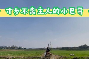 「忠诚陪伴无处不在」——以柴犬对主人寸步不离的故事（纯真友爱，永远不离不弃的犬伴）
