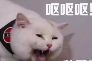 为什么猫没有体臭？（探究猫没有体臭的原因和特点）