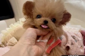 茶杯犬耳朵的形状奇特多样（探索茶杯犬耳朵的形态多样性与特点）