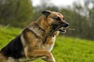 多伯曼犬饲养全指南（了解多伯曼犬的特性，让你成为最贴心的饲养者）