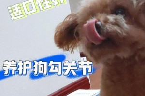 泰迪狗的繁殖注意事项（保证健康繁衍的关键）