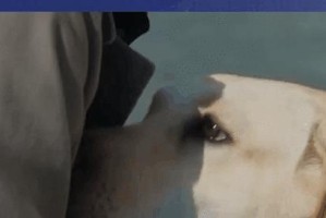人类与犬（电影中的人犬情谊与动物保护教育）
