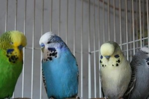 鳞头鹦哥的全面饲养指南（详解如何让你的鳞头鹦哥健康快乐生活）