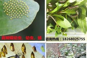 如何科学饲养黑魔鬼（黑魔鬼养护技巧，让你的宠物更健康、更活泼）