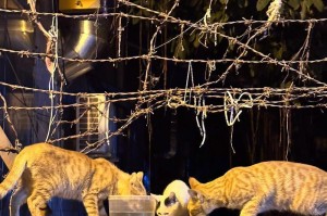 喂流浪猫的正确方式（如何提供健康饮食并保护流浪猫的生命）