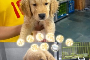 小金毛的训练时机与方法（培养小金毛优秀品质的关键是什么？）
