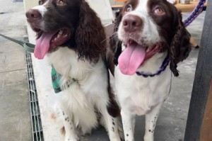 探究以史宾格犬配种的历史及影响（以史宾格犬配种）