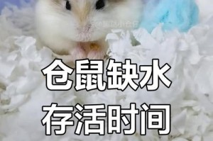 小仓鼠喝水之选择合适的饮水方式（科学饮水助力宠物健康成长）