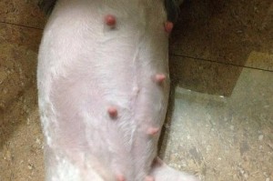 狗狗怀孕后阴部的变化（了解狗狗怀孕后阴部的特征和变化）