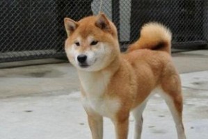 柴犬全国报价大全（了解纯种柴犬的价格范围，选购适合自己的宠物伙伴）