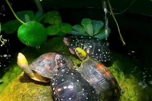 水龙活力之谜（揭秘水龙生命力源泉，探索其神奇之处）