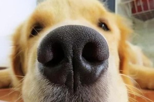 狗狗高烧不退，可能患有何种疾病？（探究狗狗高烧不退的原因和治疗方法）